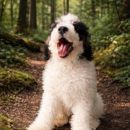Blitzen - Black and white male Bernedoodle puppy in Lookout, California from Remington Kennels, LLC