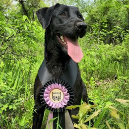 Moss - Labrador Retriever