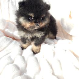 Boy 1 - Black and tan male Pomeranian puppy in Victorville, California from Star Kid Poms