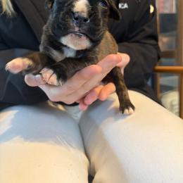 Dark brindle - Brindle male Boxer puppy in Newark, Ohio from S & B Boxers
