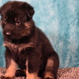German Shepherd Puppies from Paws Of Germany
