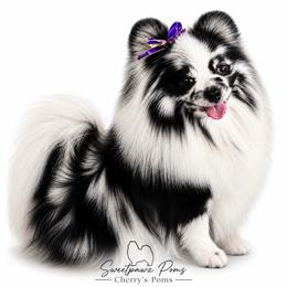 Unique - Pomeranian