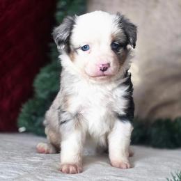 Billie Wren - Blue merle female Miniature Australian Shepherd puppy in Killen, Alabama from Wilkers Wholehearted Mini Aussies