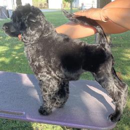 Akita and Portuguese Water Dog Puppies from Cades Akitas