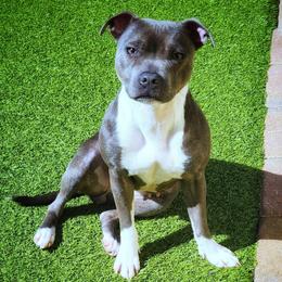 Envy - Blue and white female Staffordshire Bull Terrier puppy in Dallas, Texas from Wild Blue Staffords