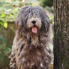 Gaia - Bergamasco Sheepdog
