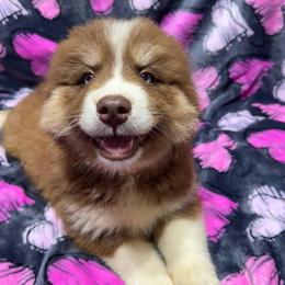 AKC Hazel - Red and white female Siberian Husky puppy in Centreville, Maryland from Huskies By the Bay