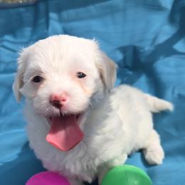 Girl 3 - White female Maltipoo puppy in Brooksville, Florida from DeVall Maltipoos