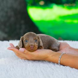 Tala - Fawn (isabella) and tan female Dachshund puppy in Fort Myers, Florida from Blossom Paws