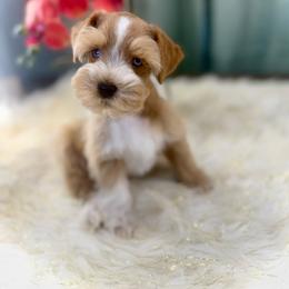 Jax - Wheaten male Miniature Schnauzer puppy in Overton, Texas from Beards & Bows Schnauzer Farm