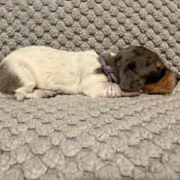 Puppy 4 - Dapple female Dachshund puppy in Riverside, California from Saddle Up Dachshunds