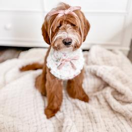 Rainey - Goldendoodle