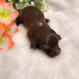 Speckles - Chocolate male Dachshund puppy in Pleasant Plains, Arkansas from JGBs Silver Spur Dachshunds
