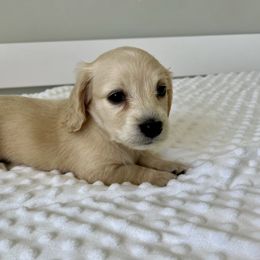 Jess - Cream female Dachshund puppy in Shelley, Idaho from Journey’s End Dachshunds