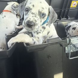 Boy 4 - male Dalmatian puppy in Fort Worth, Texas from Xzayvius Stitt
