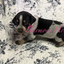 Pepper - Blue ticked and tan female Bluetick Coonhound puppy in Mount Pleasant, Texas from Harmons Hounds