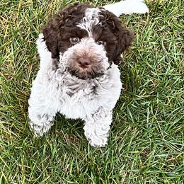 Lagotto Romagnolo and Portuguese Water Dog Puppies from Shooting Star Water Dogs