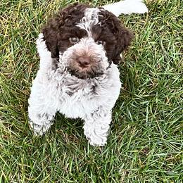 Lagotto Romagnolo and Portuguese Water Dog Puppies from Shooting Star Water Dogs