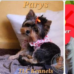 Yorkshire Terrier puppies from TenderLittleCuties