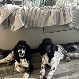 Goldendoodle, Golden Retriever, and Poodle Puppies from Angelic Goldens