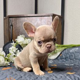 Jack - Tricolors male French Bulldog puppy in Colorado Springs, Colorado from Sun Mountain Frenchies