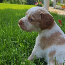 Brittanys from Pantheon Kennels