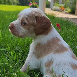 Brittanys from Pantheon Kennels
