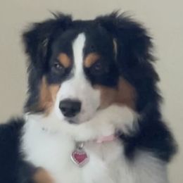 Luna - Australian Shepherd