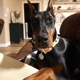 Denim - Doberman Pinscher