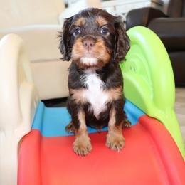 Bear - Chocolate male Cavalier King Charles Spaniel puppy in Gulfport, Mississippi from Gulf Coast Cavaliers
