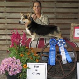 Chrisholm - Pembroke Welsh Corgi