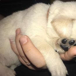Labrador Retriever Puppies from Ridgeline Retrievers
