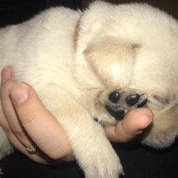 Labrador Retriever Puppies from Ridgeline Retrievers
