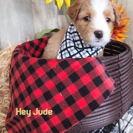 Assorted Doodle Crosses Puppies from Do Wah Diddy Doodles