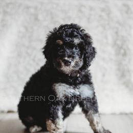 Bernedoodle Puppies from Southern Oak Breeders LLC