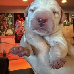 3rd pick female - White and liver brown female Dalmatian puppy in Lake Mathews, California from Bully Market