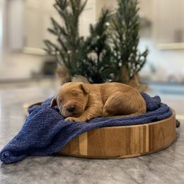 Zazu - Dark blue collar - Apricot male Goldendoodle puppy in Arlington, Washington from Anderson Goldendoodles