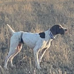 Rowdy - German Shorthaired Pointer