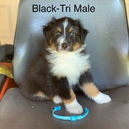 Australian Shepherd Puppies from LIT Aussies