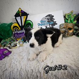 Girl 2 - Black and white female Cardigan Welsh Corgi puppy in Natchitoches. La, Louisiana from Bleu Bayou Corgis