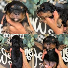 Lamb chop - Black and tan female Assorted Doodle Crosses puppy in Yuciapa, California from AlltheDoodlez_