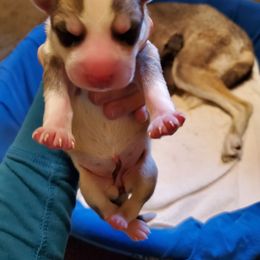 Alaskan Husky and Siberian Husky Puppies from Lakeland Huskies