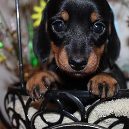 Girl 1 - Black and tan female Dachshund puppy in Craig, Colorado from Rocky Mountain Shih Tzus and Dry Creek Miniature Dachshunds
