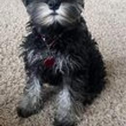 Miniature Schnauzer Puppies from Pups With Potential