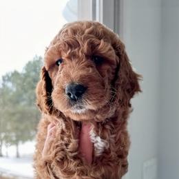 Goldendoodle Puppies from Sunrise Doodles