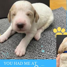Casper: Blue Collar - Parti male Goldendoodle puppy in Raceland, Louisiana from Cajun Doodles