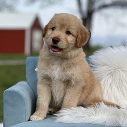 Valentino - Gold male Bordoodle puppy in Conway, Missouri from 2J 2K Bordoodles