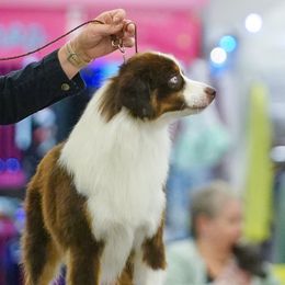 Eragon - Miniature American Shepherd