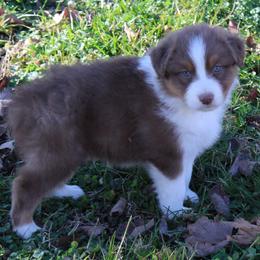 Nash - Red tri-color male Australian Shepherd puppy in Kansas, Oklahoma from Windy G Farm