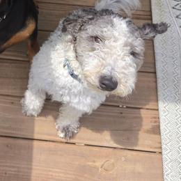 Kayleigh - Black and white female Sheepadoodle puppy in Bellevue, Iowa from Vivere Farm LLC